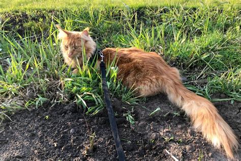 A Big Red Marble Maine Coon Cat In A Harness Stock Image Image Of