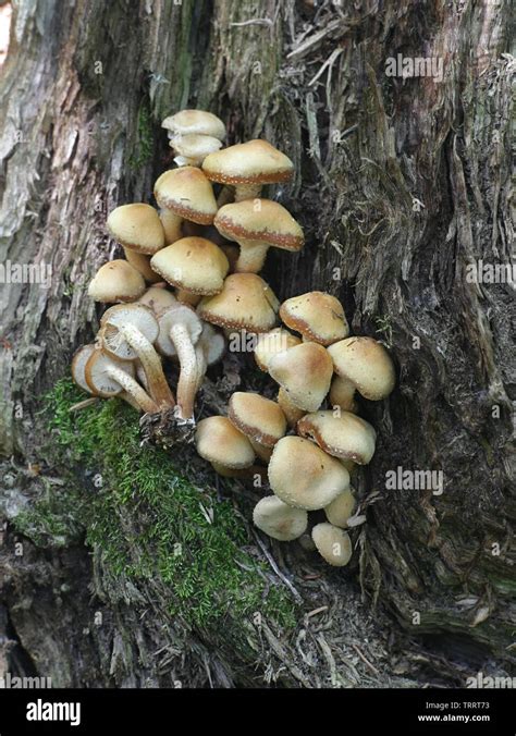 Kuehneromyces Mutabilis Synonym Pholiota Mutabilis Commonly Known