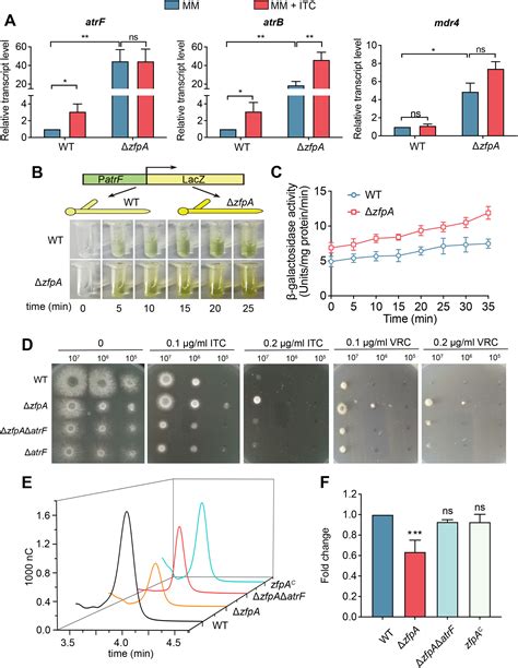 The C2h2 Type Transcription Factor Zfpa Coordinately With Crza