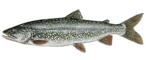 Lake Canada Trout Salvelinus Namaycush