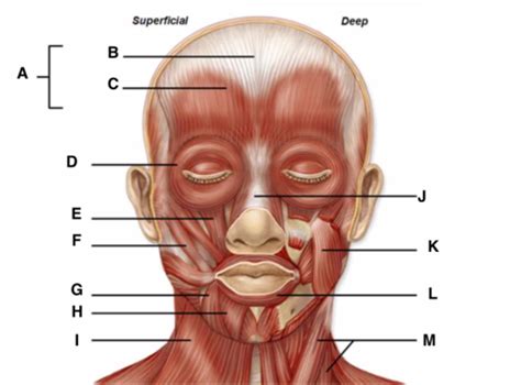 Axial And Appendicular Musculature Flashcards Quizlet