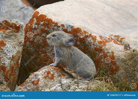 Large Eared Pika Ochotona Macrotis Khardung Village Jammu And