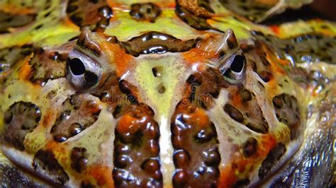 Cranwell S Horned Frog (Ceratophrys Cranwelli Stock Image - Image of ...