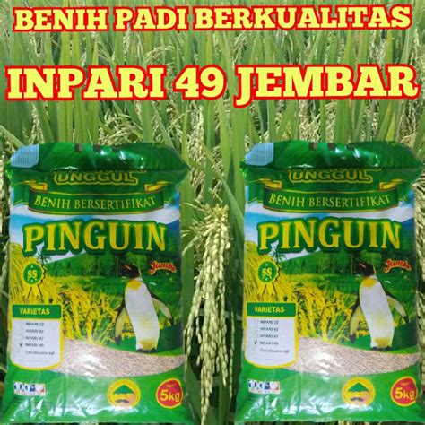 Jual Benih Padi Terbaru Inpari Jembar Kemasan Kg Premium Jumbo