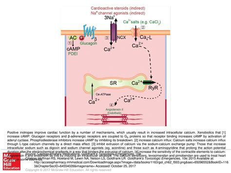 Positive inotropes improve cardiac function by a number of mechanisms ...