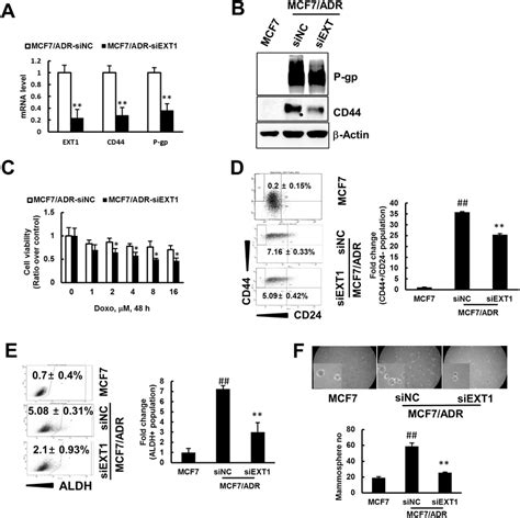 Sirna Mediated Knockdown Of Ext1 Represses Cancer Cell Stemness And