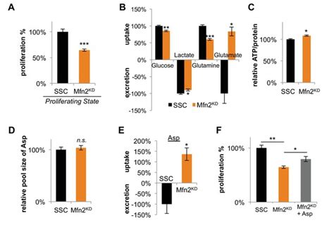 Mitochondrial Fusion Supports Increased Oxidative Phosphorylation