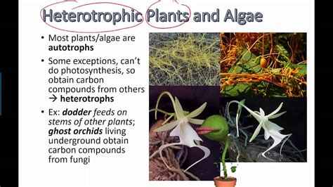 Heterotrophic Plants and Algae (IB Biology) - YouTube