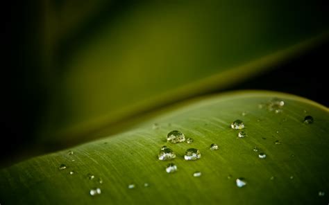 Wallpaper Sunlight Water Nature Grass Green Yellow Dew Light Leaf Flower Drop Flora