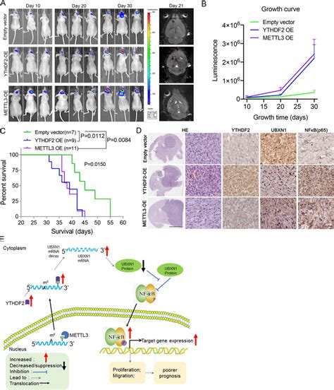 Ythdf2 And Mettl3 Promotes Tumor Growth And Leads To A Worse Prognosis Download Scientific