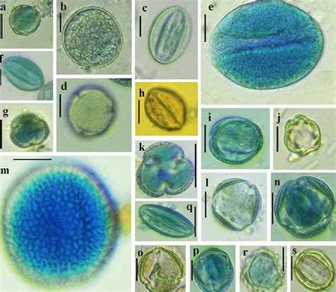 Honey-Producing Bee–Pollen–Vegetation Relationships in the West Coast