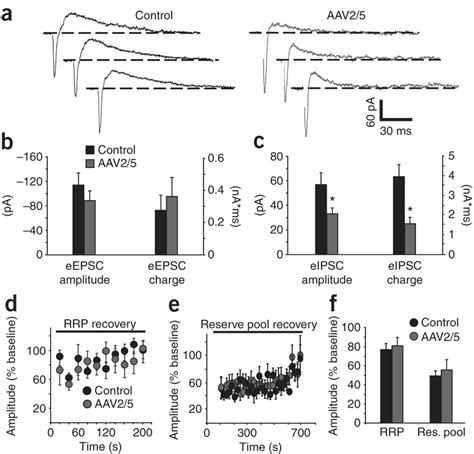 Preserved excitatory neurotransmission in CA1 pyramidal neurons ... 