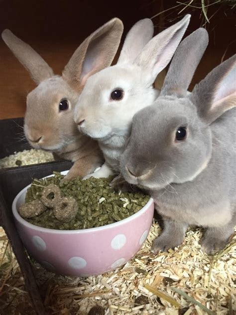 Three Rabbits Eating Food Out Of A Bowl