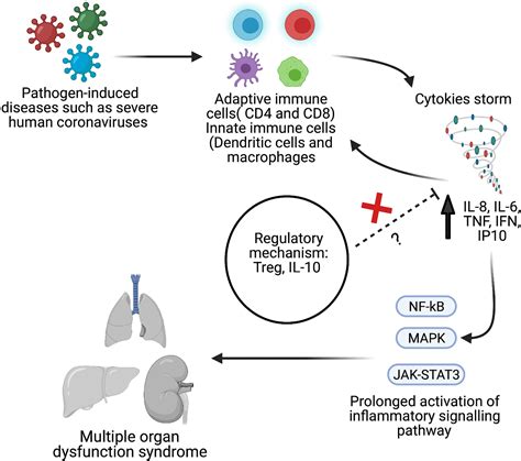 Frontiers Profile Of Circulatory Cytokines And Chemokines In Human