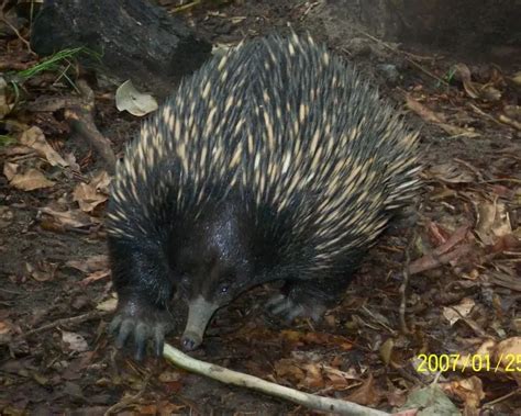 Eastern Long-Beaked Echidna - Facts, Diet, Habitat & Pictures on ...