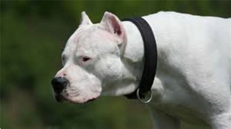 Argentine Dogo Black - Dogo argentino information including personality, history, grooming ...