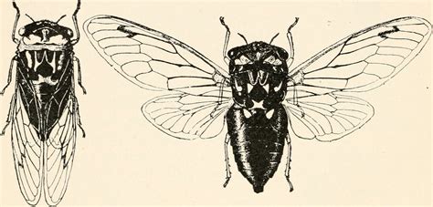 Forensic Entomology Crime Museum