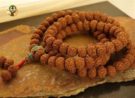 Mukhi Rudraksha At Best Price In India