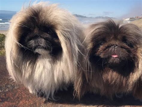 Pekingese Breed Information Guide Facts And Pictures Bark Pekingese