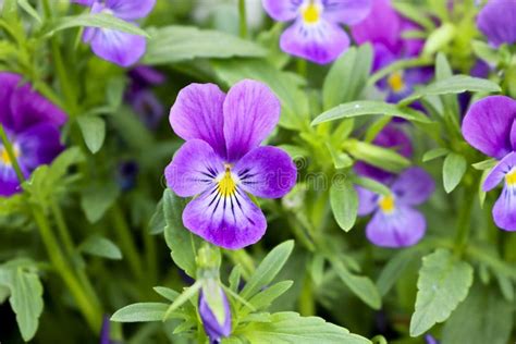 Beautiful Purple Pansy Flowers. Ornamental Garden Flowers Stock Photo ...