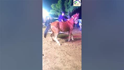 घोड़ी ने दिखाया धमाकेदार डांस ♤horse Dance ♤rajasthan Dj Song