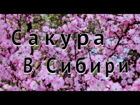 Сакура в Сибири . Цветение сакуры . Красноярск . - YouTube