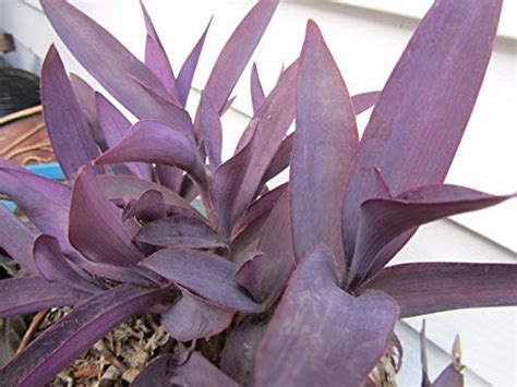 Buy Everyday Yolo Cuttings Purple Heart Wandering Jew Tradescantia