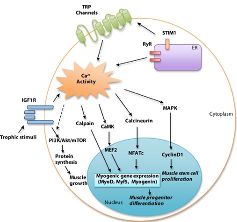 Figure From Calcium Signaling In Skeletal Muscle Development