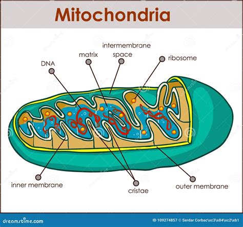 Vector Illustrator Of Cross Section Of Mitochondria Stock Vector