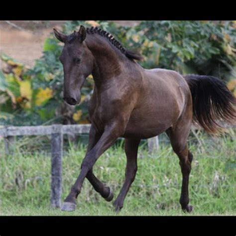 Potro Puro Sangue Lusitano Faberg Do Aret Haras Vale Do Aret