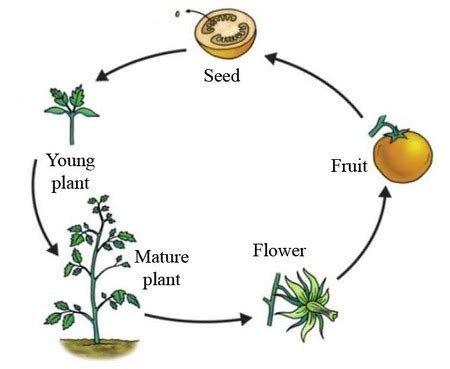 Draw life cycle diagrams for plants, fungi, and animals. | Homework ...