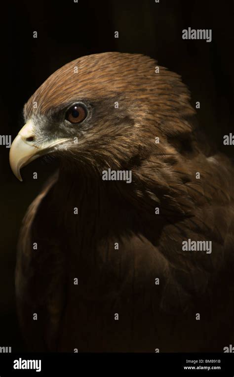 Cometa Negra Milvus Migrans Parasitus Fotograf As E Im Genes De Alta