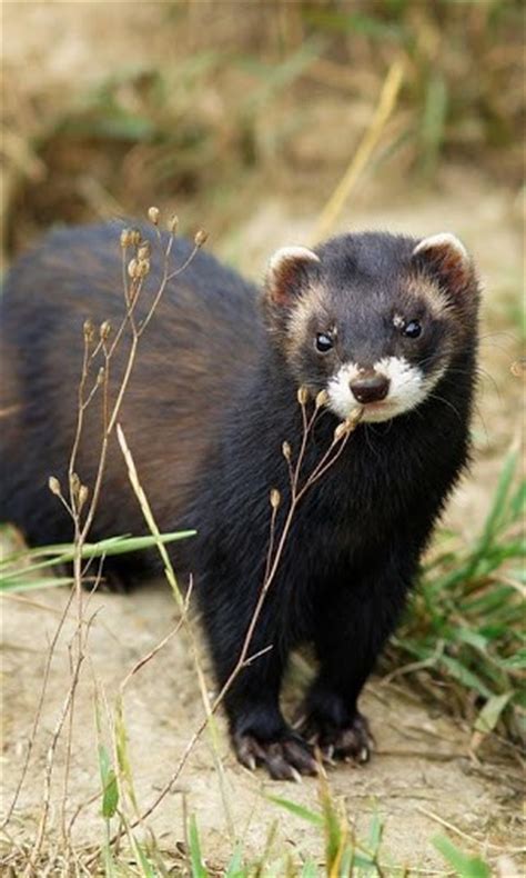 🔥 [83+] Cute Ferret Wallpapers | WallpaperSafari