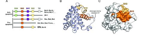 Classification of Bcl-2 family proteins and the overall structure of ...