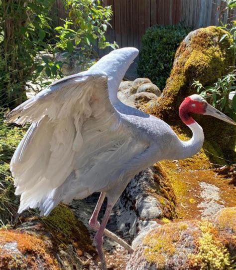 Sarus Crane - Cougar Mountain Zoo