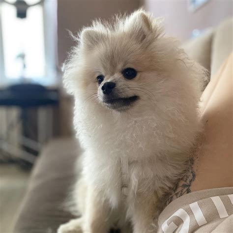 Pomeranian Szpic miniaturowy FCI ZKwP śliczny piesek Gratka pl