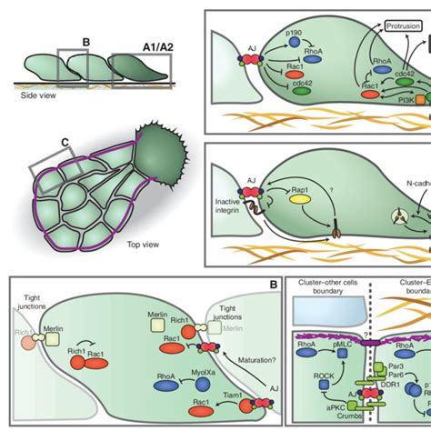 Topological Terminology Of Collective Migration A Leader Cells