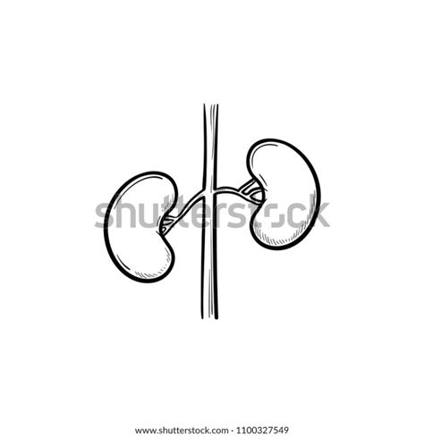 Kidneys Hand Drawn Outline Doodle Icon Stock Vector Royalty Free