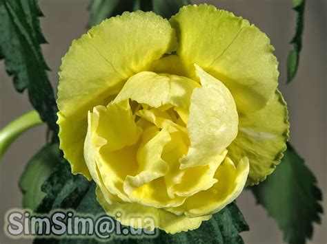 Beauty will save the world!!!: Achimenes "Yellow English Rose"