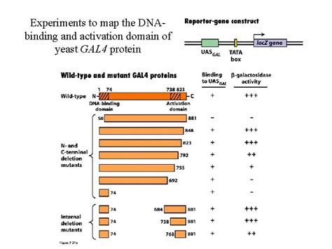 Eukaryotic Transcriptional Control Major Considerations Interplay Among