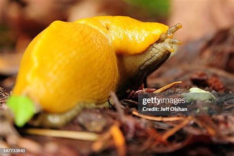 118 Banana Slug Stock Photos, High-Res Pictures, and Images - Getty Images