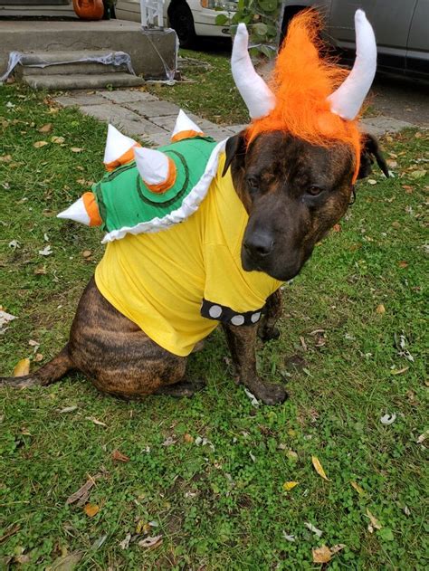 Bowser Dog Costume Diy Diy Dog Costumes Mario Character Costumes