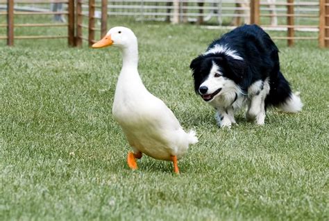 There's Always a Job for a Herding Dog - Modern Farmer