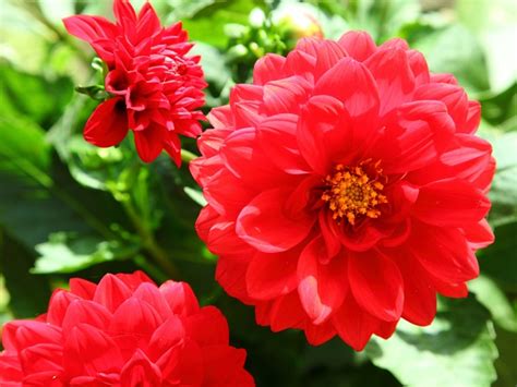 20 Most Beautiful Red Flowers Names with Pictures in India