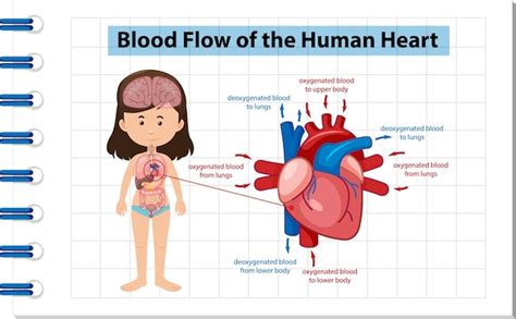 Diagrama Do Fluxo Sangu Neo Do Cora O Humano Vetor Premium Hot 115692