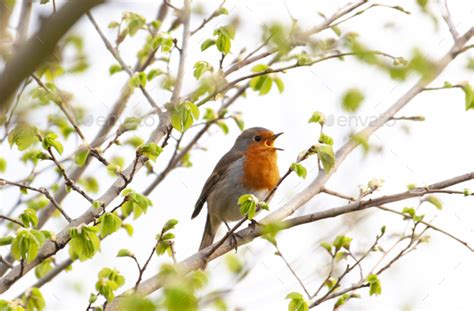 Robin in natural habitat Stock Photo by wirestock | PhotoDune