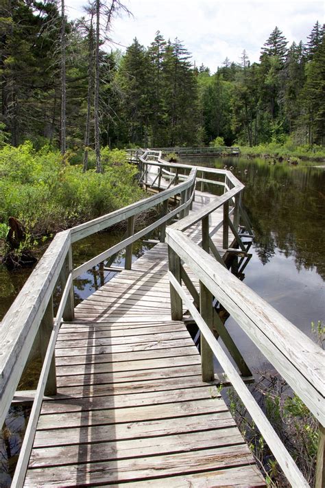 Bäume Brücke Natur Das Kostenloses Foto auf Pixabay Pixabay