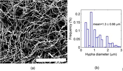 Morphological Characterization Of Mycelium A Sem Image Of Mycelium