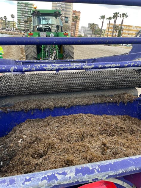 Playas Culmina Los Trabajos De Limpieza De Algas En Poniente Con La