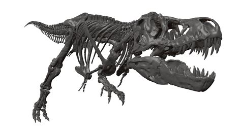 Tyrannosaurus rex skeleton T-rex 3D Model $70 - .obj - Free3D